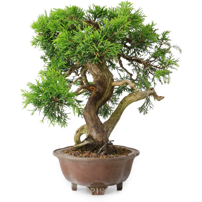 Juniperus chinensis Itoigawa, 21,5 cm, ± 25 años