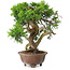 Juniperus chinensis Itoigawa, 21,5 cm, ± 25 ans