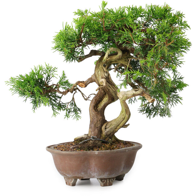 Juniperus chinensis Itoigawa, 21,5 cm, ± 25 jaar oud