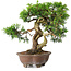 Juniperus chinensis Itoigawa, 21,5 cm, ± 25 ans