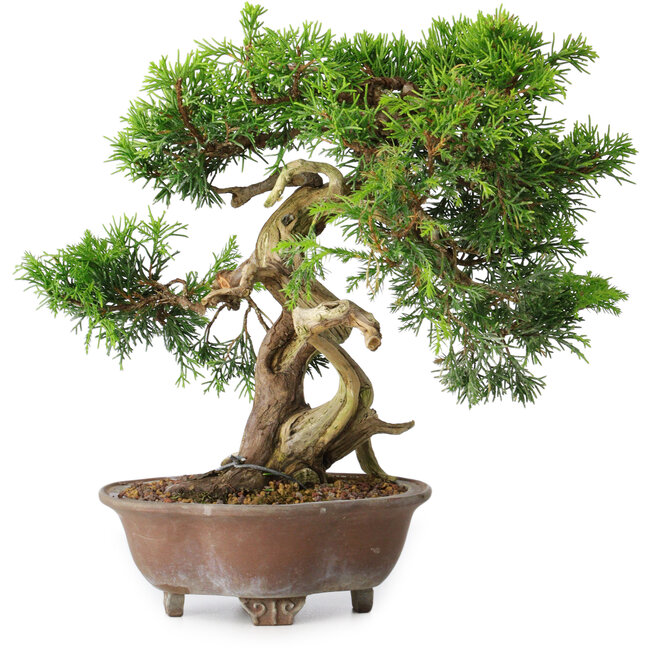 Juniperus chinensis Itoigawa, 21,5 cm, ± 25 años