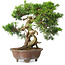 Juniperus chinensis Itoigawa, 21,5 cm, ± 25 ans