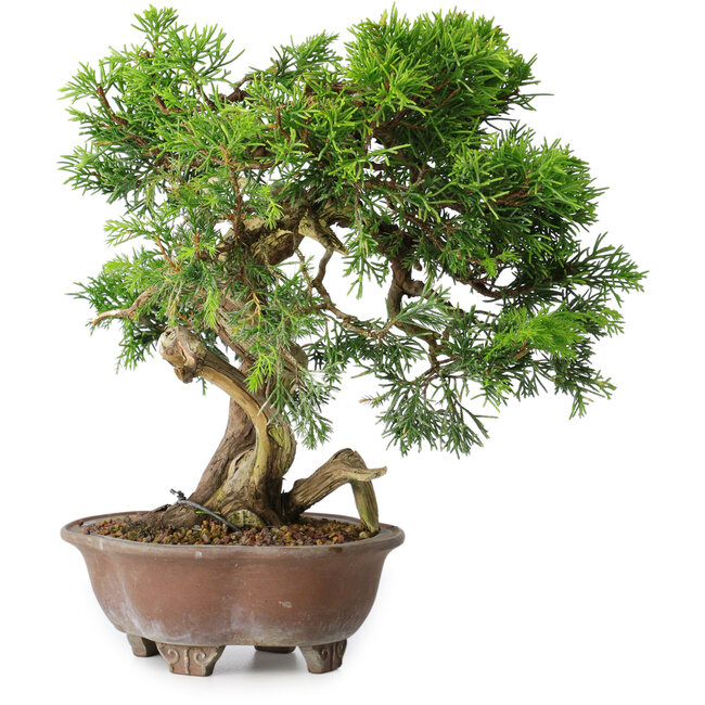 Juniperus chinensis Itoigawa, 21,5 cm, ± 25 years old