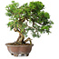 Juniperus chinensis Itoigawa, 21,5 cm, ± 25 ans