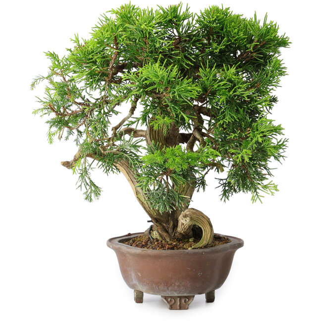 Juniperus chinensis Itoigawa, 21,5 cm, ± 25 ans