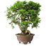 Juniperus chinensis Itoigawa, 21,5 cm, ± 25 ans