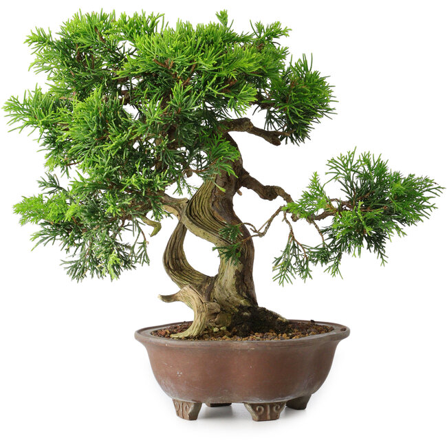 Juniperus chinensis Itoigawa, 21,5 cm, ± 25 jaar oud