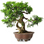 Juniperus chinensis Itoigawa, 21,5 cm, ± 25 ans