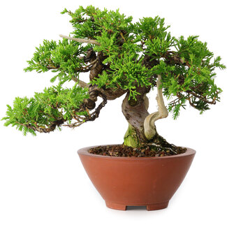 Juniperus chinensis Itoigawa, 14,5 cm, ± 15 ans