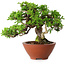 Juniperus chinensis Itoigawa, 14,5 cm, ± 15 Jahre alt