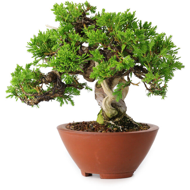 Juniperus chinensis Itoigawa, 14,5 cm, ± 15 ans