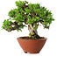 Juniperus chinensis Itoigawa, 14,5 cm, ± 15 Jahre alt