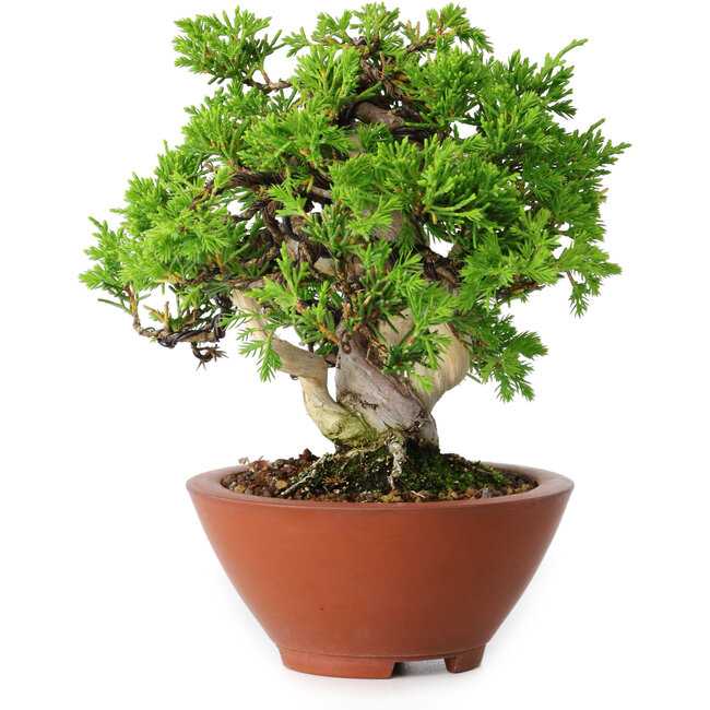 Juniperus chinensis Itoigawa, 14,5 cm, ± 15 años