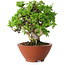 Juniperus chinensis Itoigawa, 14,5 cm, ± 15 Jahre alt