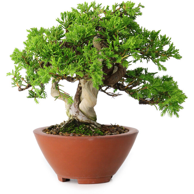 Juniperus chinensis Itoigawa, 14,5 cm, ± 15 años