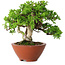 Juniperus chinensis Itoigawa, 14,5 cm, ± 15 ans