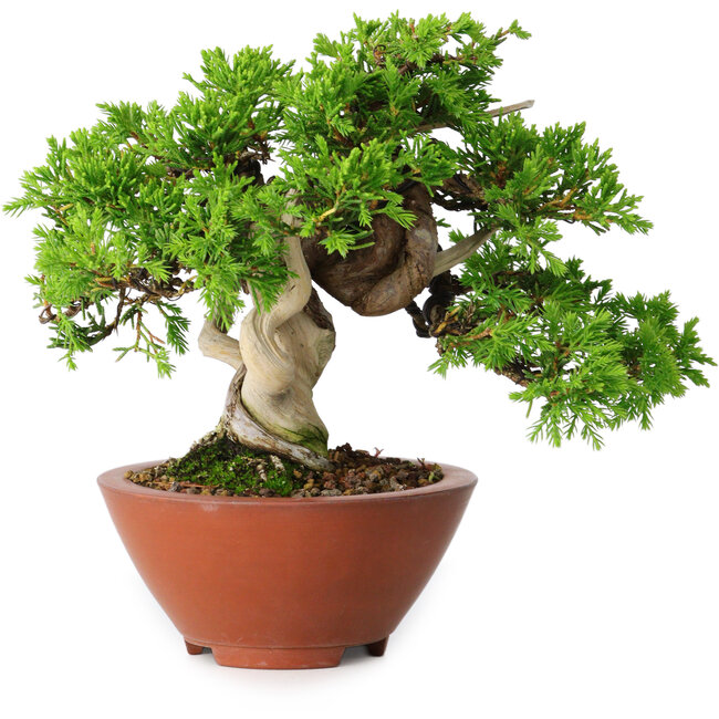 Juniperus chinensis Itoigawa, 14,5 cm, ± 15 jaar oud