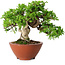 Juniperus chinensis Itoigawa, 14,5 cm, ± 15 ans