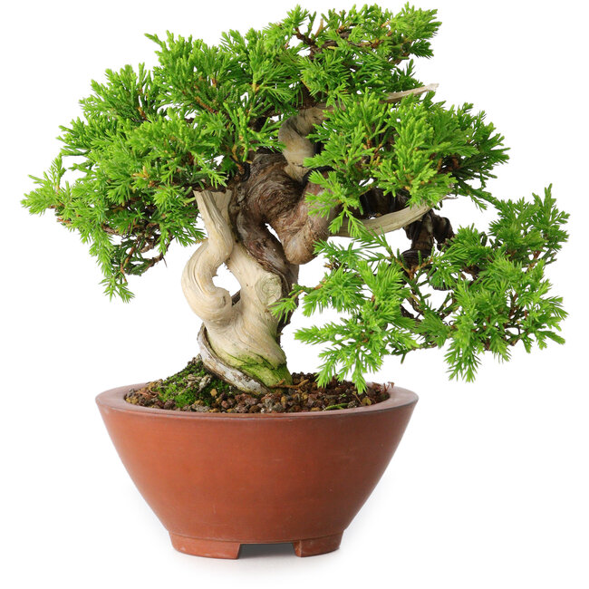 Juniperus chinensis Itoigawa, 14,5 cm, ± 15 años