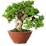 Juniperus chinensis Itoigawa, 14,5 cm, ± 15 years old