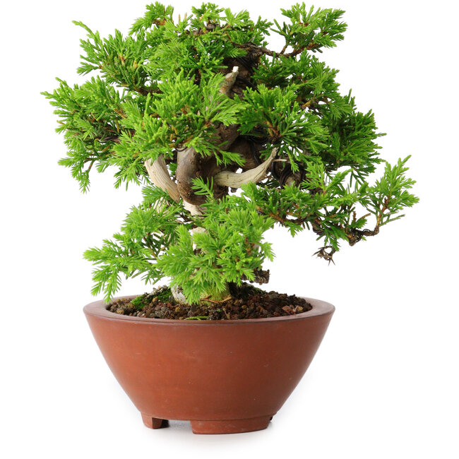 Juniperus chinensis Itoigawa, 14,5 cm, ± 15 anni