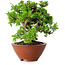 Juniperus chinensis Itoigawa, 14,5 cm, ± 15 ans