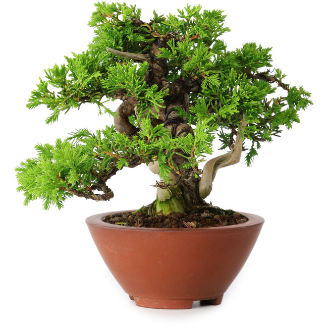 Juniperus chinensis Itoigawa, 14,5 cm, ± 15 anni