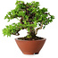 Juniperus chinensis Itoigawa, 14,5 cm, ± 15 ans