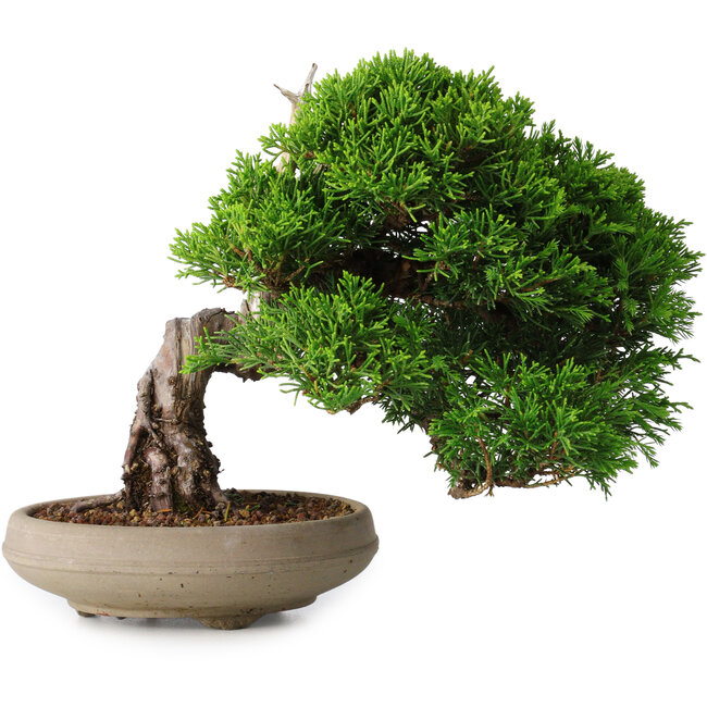 Juniperus chinensis Itoigawa, 18,8 cm, ± 15 anni