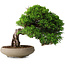 Juniperus chinensis Itoigawa, 18,8 cm, ± 15 ans