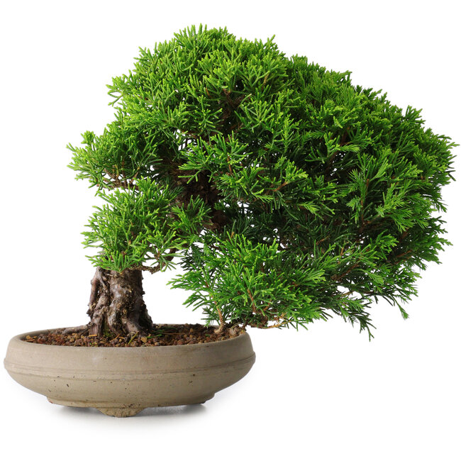 Juniperus chinensis Itoigawa, 18,8 cm, ± 15 jaar oud