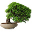 Juniperus chinensis Itoigawa, 18,8 cm, ± 15 ans