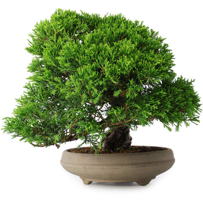 Juniperus chinensis Itoigawa, 18,8 cm, ± 15 años