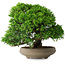 Juniperus chinensis Itoigawa, 18,8 cm, ± 15 ans