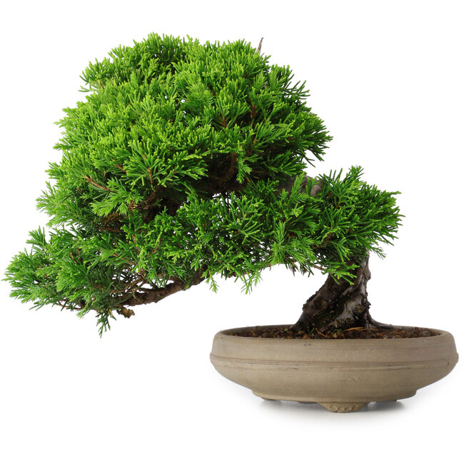 Juniperus chinensis Itoigawa, 18,8 cm, ± 15 years old