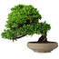 Juniperus chinensis Itoigawa, 18,8 cm, ± 15 years old