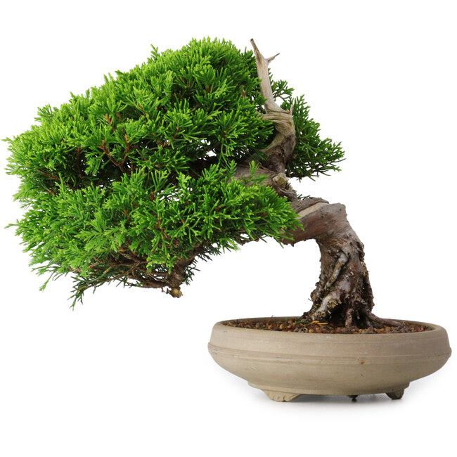 Juniperus chinensis Itoigawa, 18,8 cm, ± 15 anni