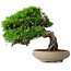 Juniperus chinensis Itoigawa, 18,8 cm, ± 15 ans