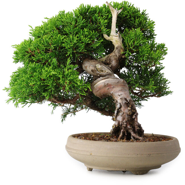 Juniperus chinensis Itoigawa, 18,8 cm, ± 15 jaar oud