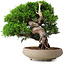 Juniperus chinensis Itoigawa, 18,8 cm, ± 15 ans