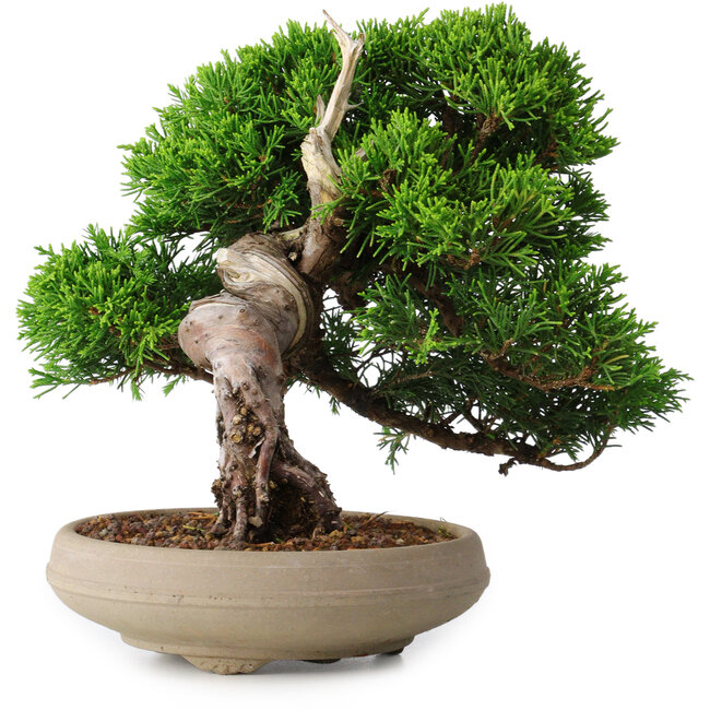 Juniperus chinensis Itoigawa, 18,8 cm, ± 15 jaar oud