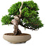 Juniperus chinensis Itoigawa, 18,8 cm, ± 15 ans