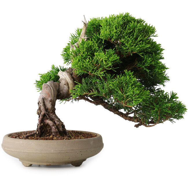 Juniperus chinensis Itoigawa, 18,8 cm, ± 15 anni