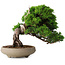 Juniperus chinensis Itoigawa, 18,8 cm, ± 15 ans