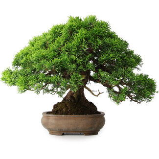 Juniperus chinensis Itoigawa, 23,5 cm, ± 25 ans