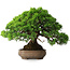 Juniperus chinensis Itoigawa, 23,5 cm, ± 25 ans