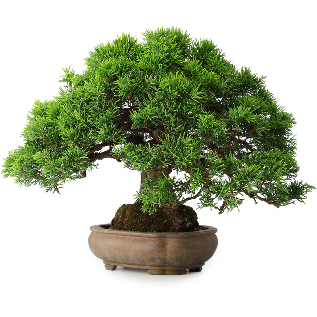 Juniperus chinensis Itoigawa, 23,5 cm, ± 25 años