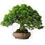 Juniperus chinensis Itoigawa, 23,5 cm, ± 25 ans
