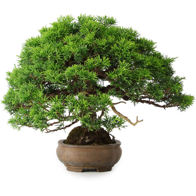 Juniperus chinensis Itoigawa, 23,5 cm, ± 25 years old