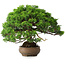 Juniperus chinensis Itoigawa, 23,5 cm, ± 25 ans